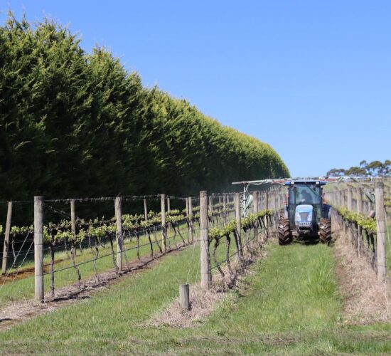 a Tractor fertilize the vineyard