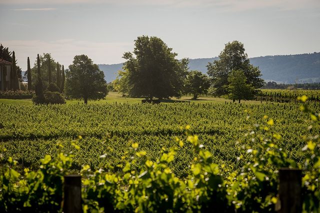 Visit Best Yarra Valley Vineyards During Your Yarra Valley Wine Tours