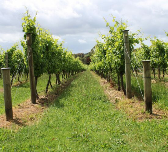 Beautiful vineyard in Yarra Valley
