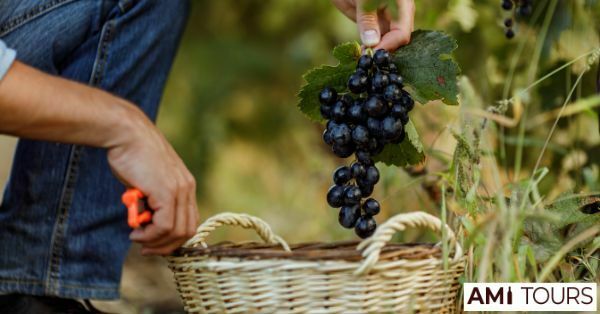 Visit Best Wineries Yarra Valley