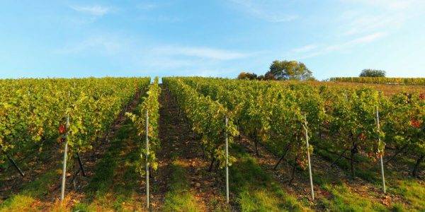 Ami Tours – Wine Tours | Winery Tours in Melbourne, Victoria, Australia