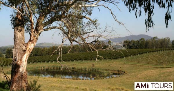 Wineries Healesville- Best Wineries In Victoria, Australia