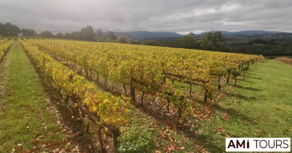 Yarra Valley Wines - Best Wines In Victoria, Australia