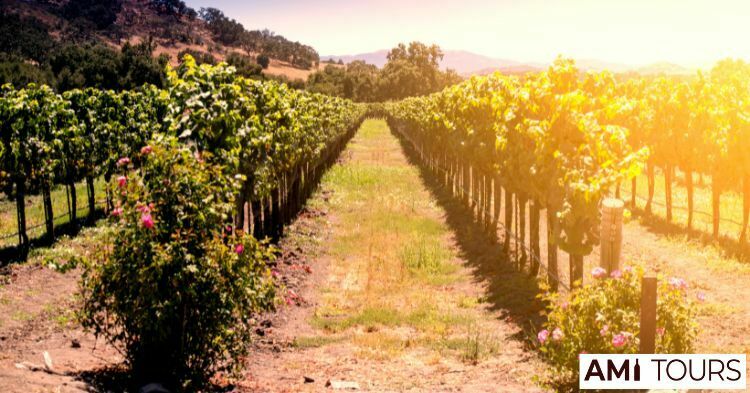 Fenian Wines, Red Hill in Victoria, Australia