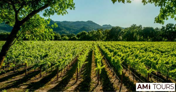 Jasper Hill Vineyard in Heathcote VIC 3523